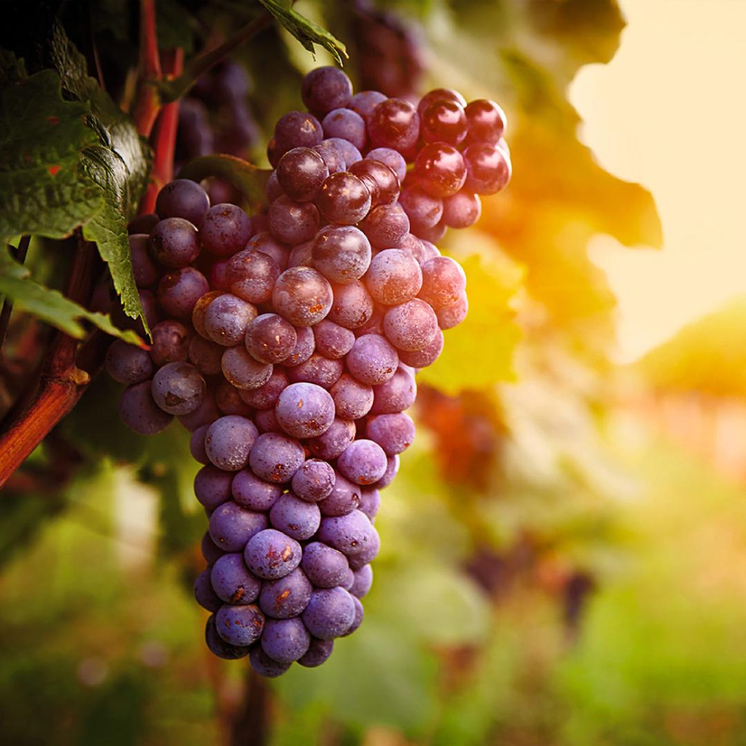 Deutsche Weine