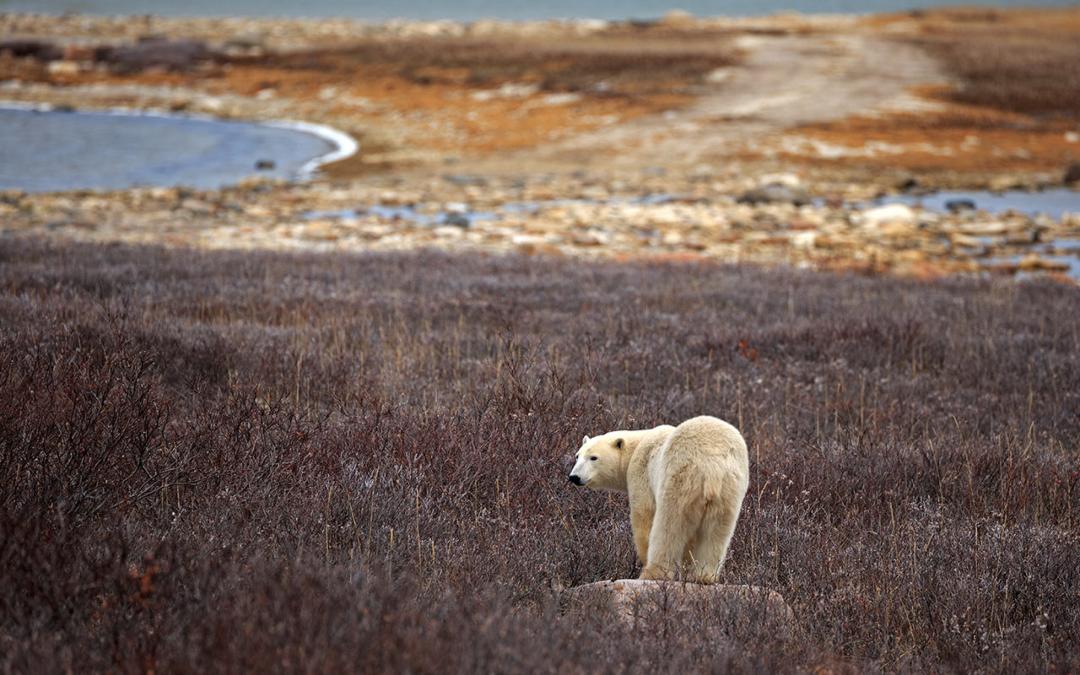 Klimawandel - Wie geht es der Welt?
